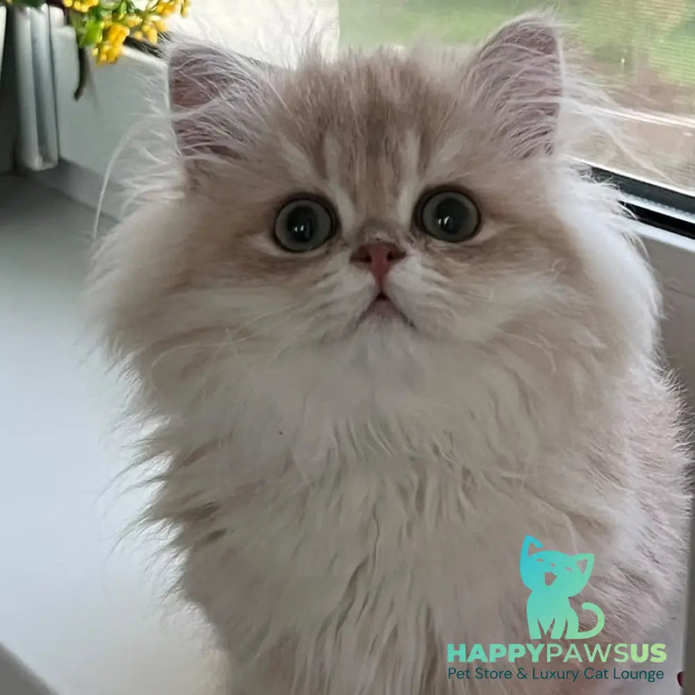Alex British Longhair male lilac golden shaded - live animals