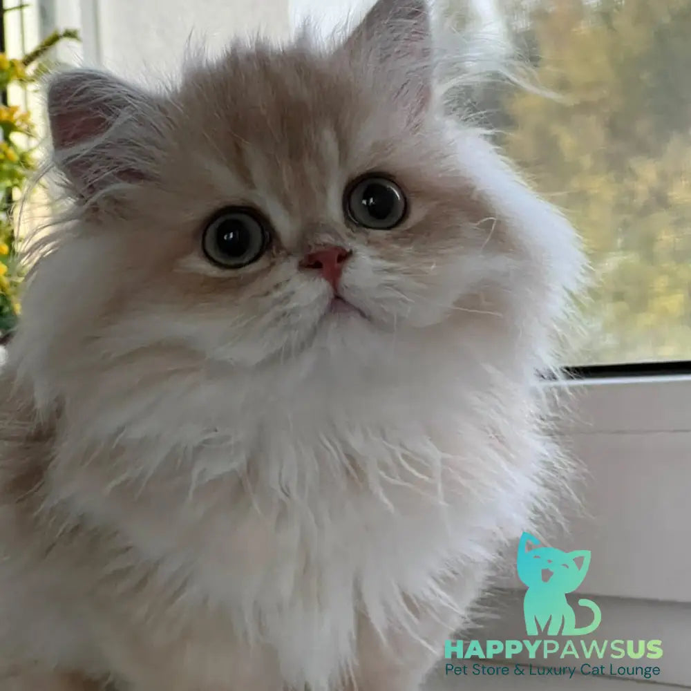 Alex British Longhair male lilac golden shaded - live animals