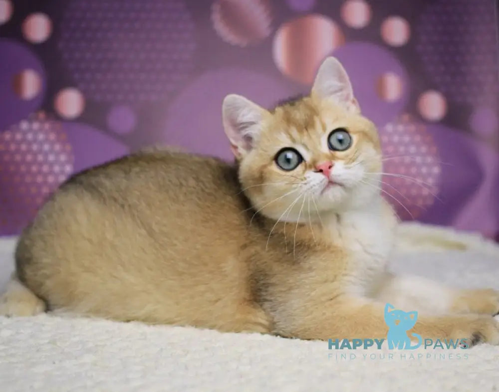 Alex British Shorthair male black golden shaded live animals