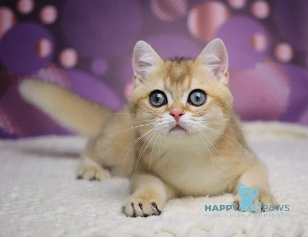 Alex British Shorthair male black golden shaded live animals
