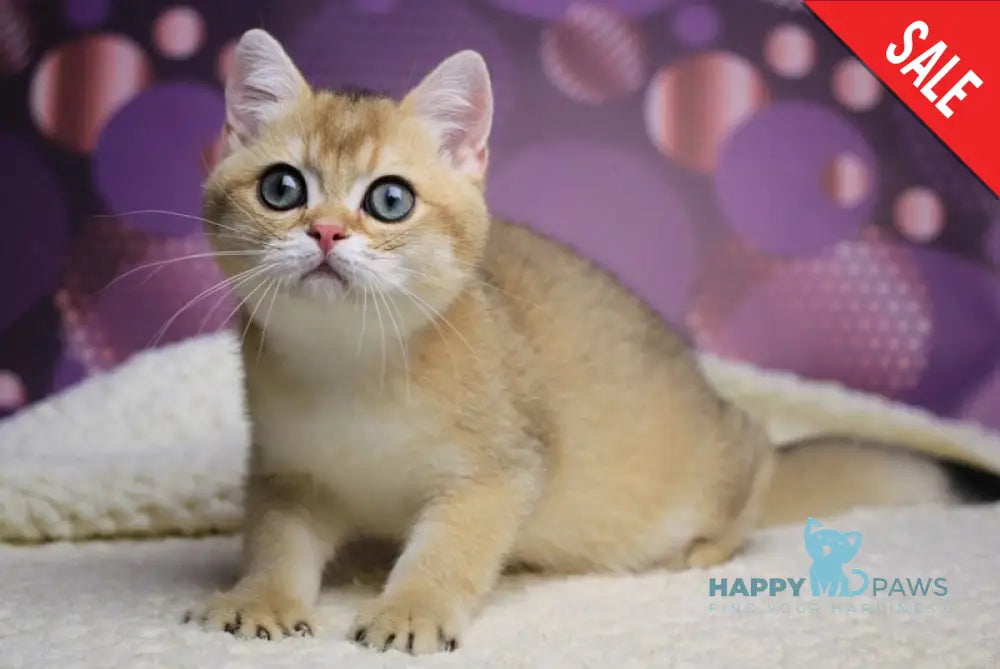 Alex British Shorthair male black golden shaded live animals