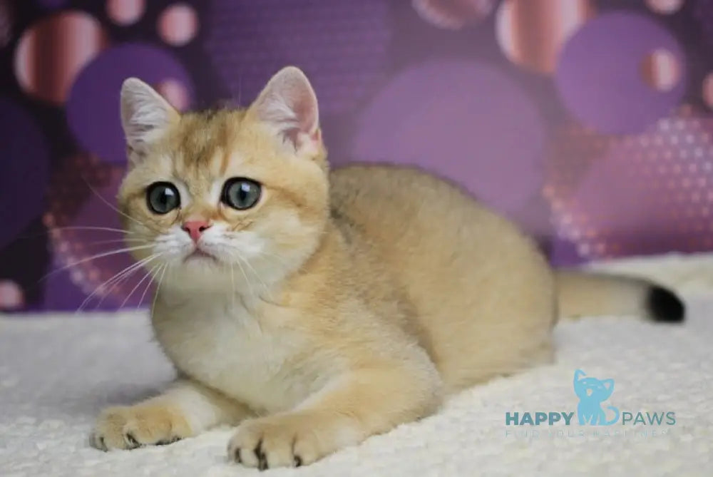 Alex British Shorthair male black golden shaded live animals