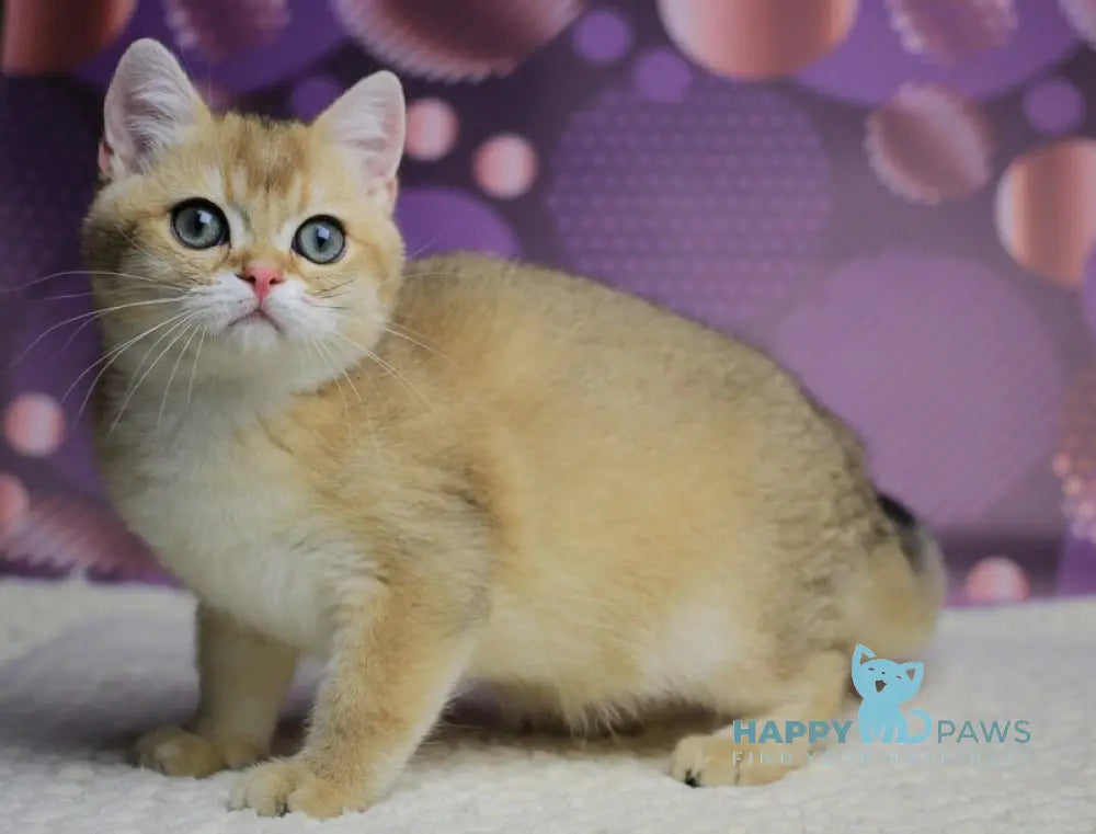 Alex British Shorthair male black golden shaded live animals