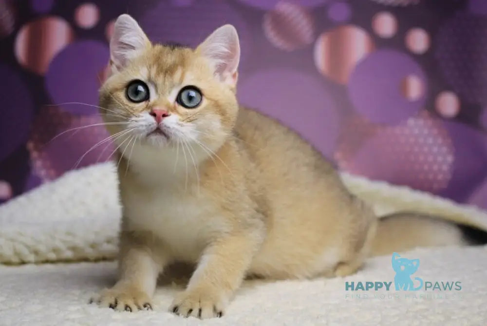 Alex British Shorthair male black golden shaded live animals