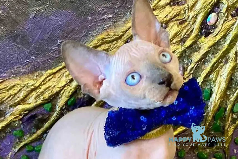 Alex Canadian Sphynx male blue pointed live animals