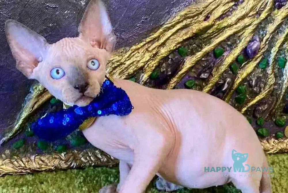 Alex Canadian Sphynx male blue pointed live animals