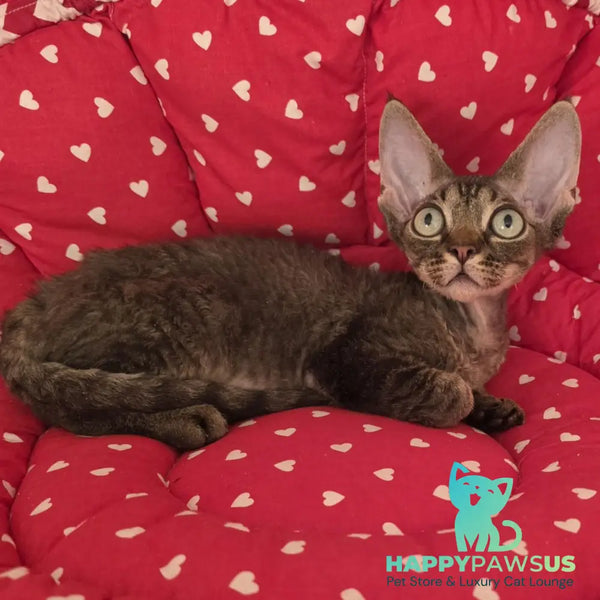 Alex Devon Rex male black tabby - live animals