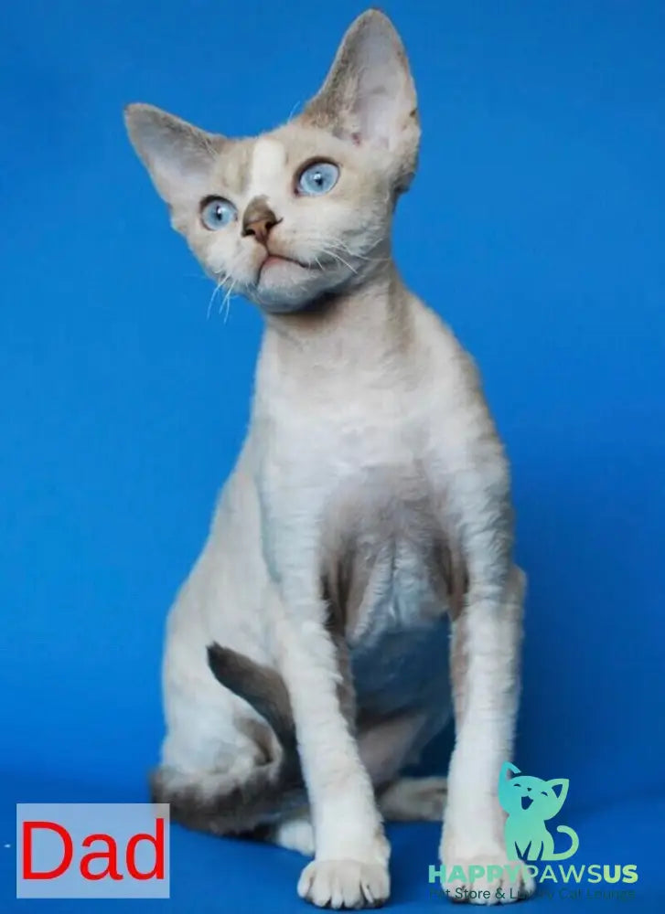 Alex Devon Rex male black tabby pointed - live animals
