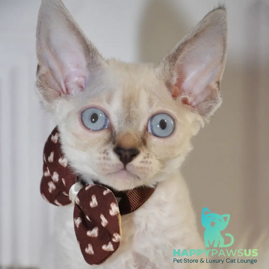 Alex Devon Rex male black tabby pointed - live animals