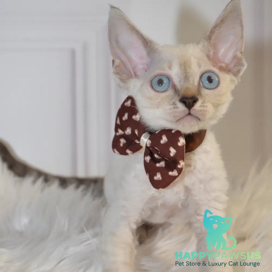 Alex Devon Rex male black tabby pointed - live animals