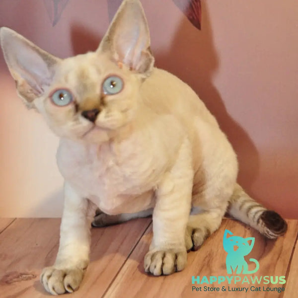 Alex Devon Rex male black tabby pointed - live animals