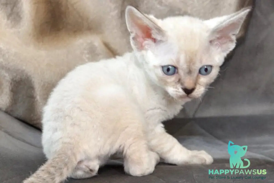 Alex Devon Rex male black tabby pointed - live animals