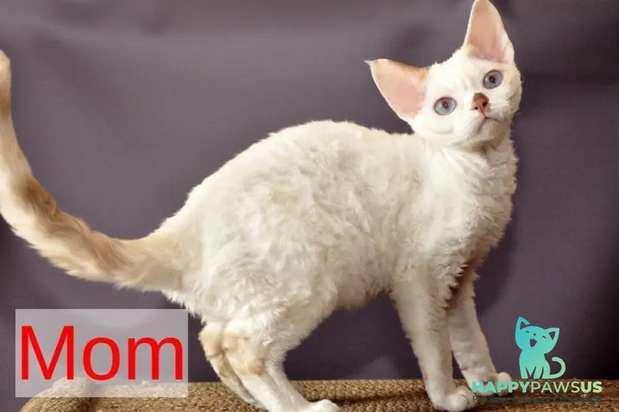 Alex Devon Rex male black tabby pointed - live animals