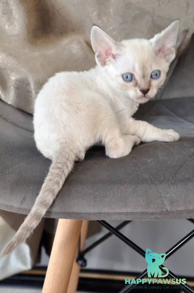 Alex Devon Rex male black tabby pointed - live animals