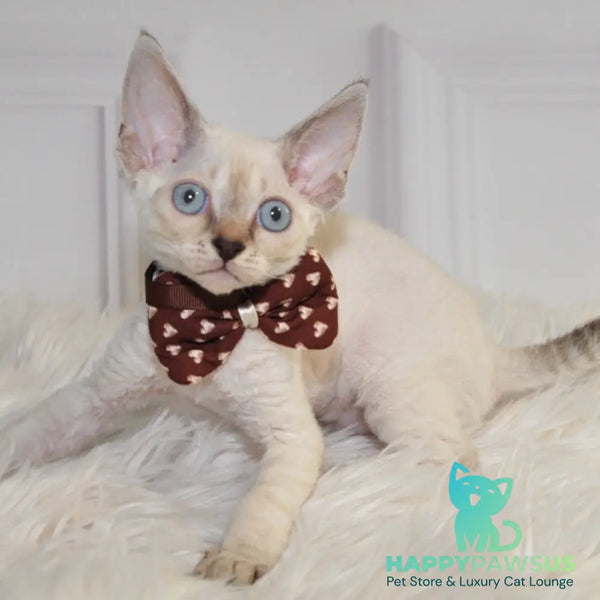 Alex Devon Rex male black tabby pointed - live animals