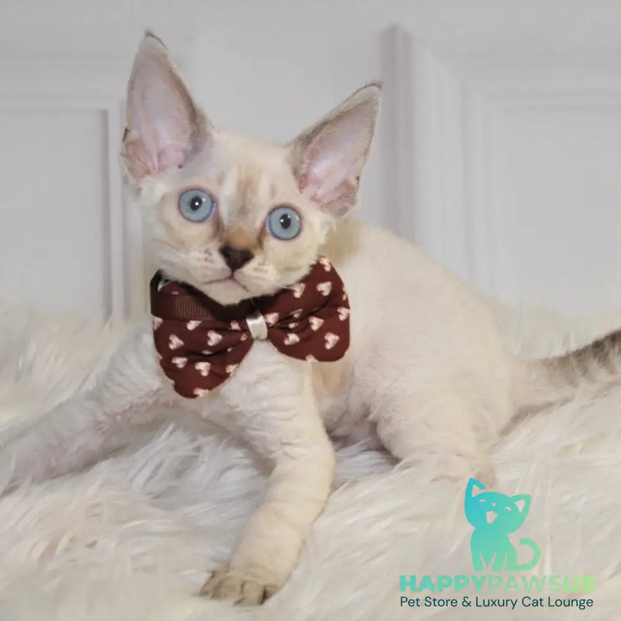 Alex Devon Rex male black tabby pointed - live animals