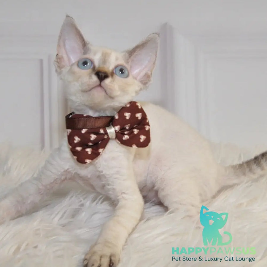 Alex Devon Rex male black tabby pointed - live animals