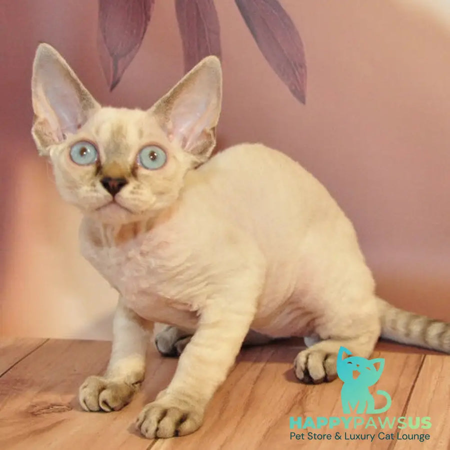 Alex Devon Rex male black tabby pointed - live animals