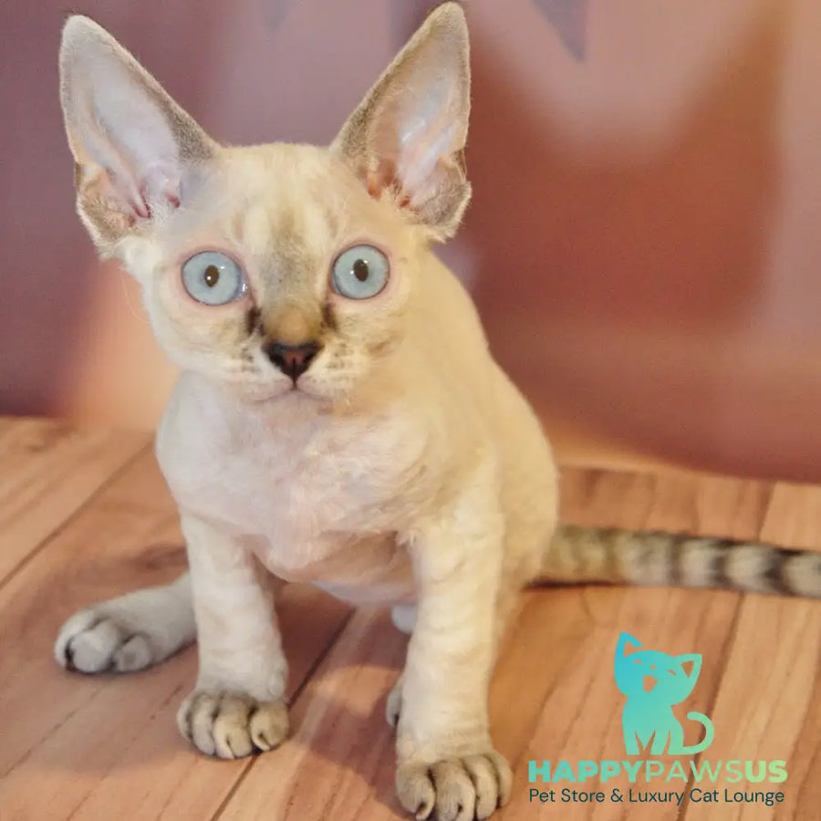 Alex Devon Rex male black tabby pointed - live animals