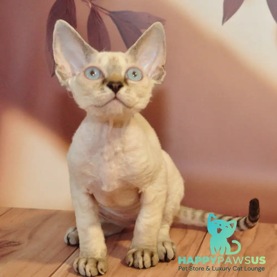 Alex Devon Rex male black tabby pointed - live animals