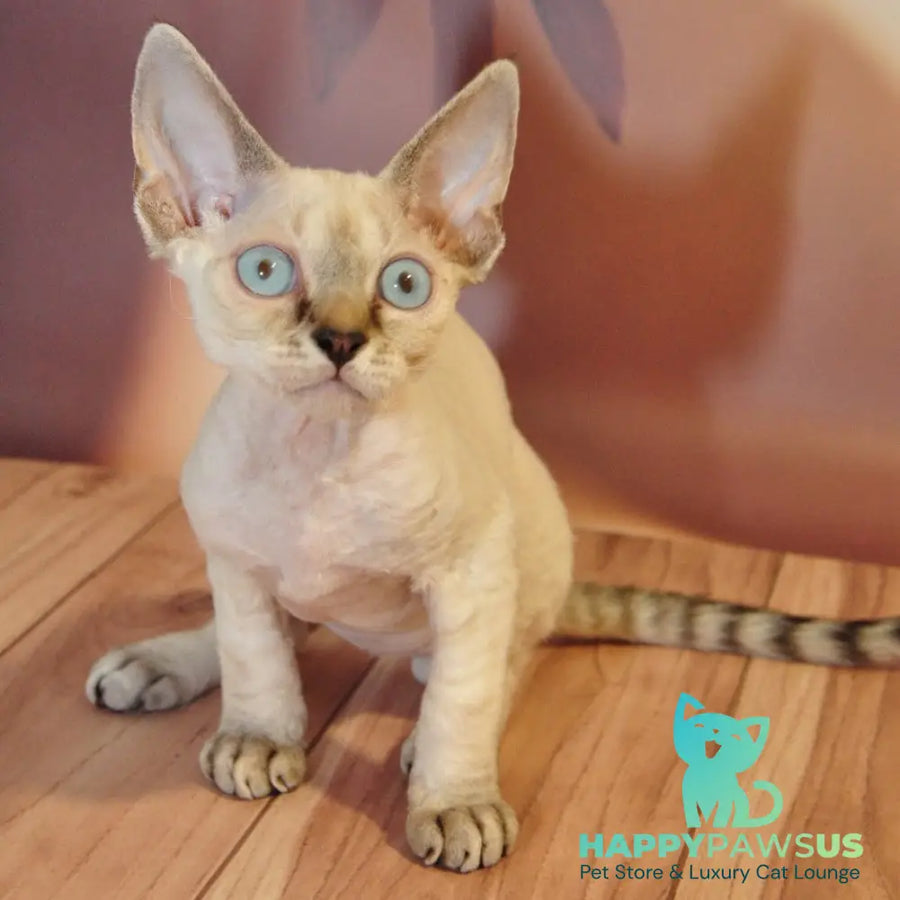 Alex Devon Rex male black tabby pointed - live animals