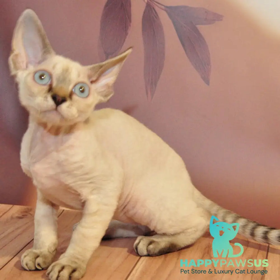 Alex Devon Rex male black tabby pointed - live animals