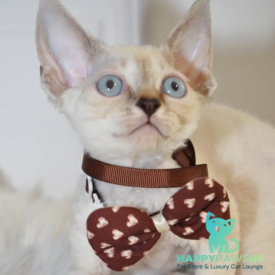 Alex Devon Rex male black tabby pointed - live animals