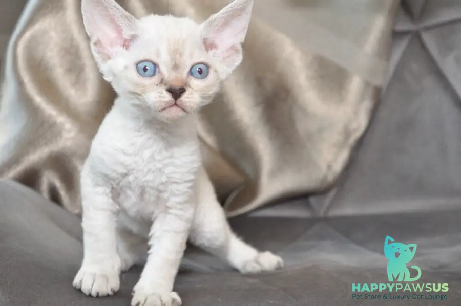 Alex Devon Rex male black tabby pointed - live animals