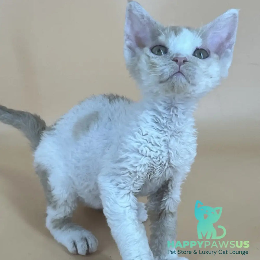 Alex Devon Rex male red harlequin - live animals
