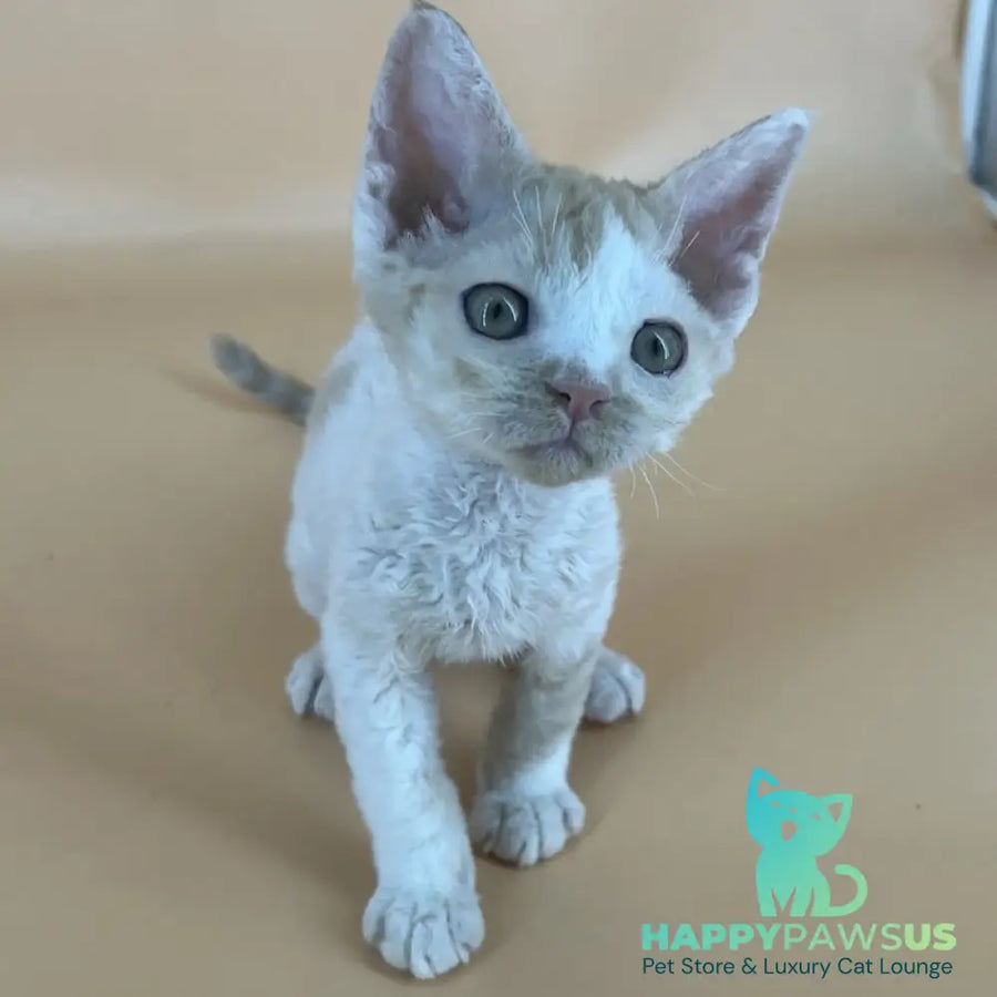 Alex Devon Rex male red harlequin - live animals