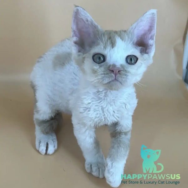 Alex Devon Rex male red harlequin - live animals