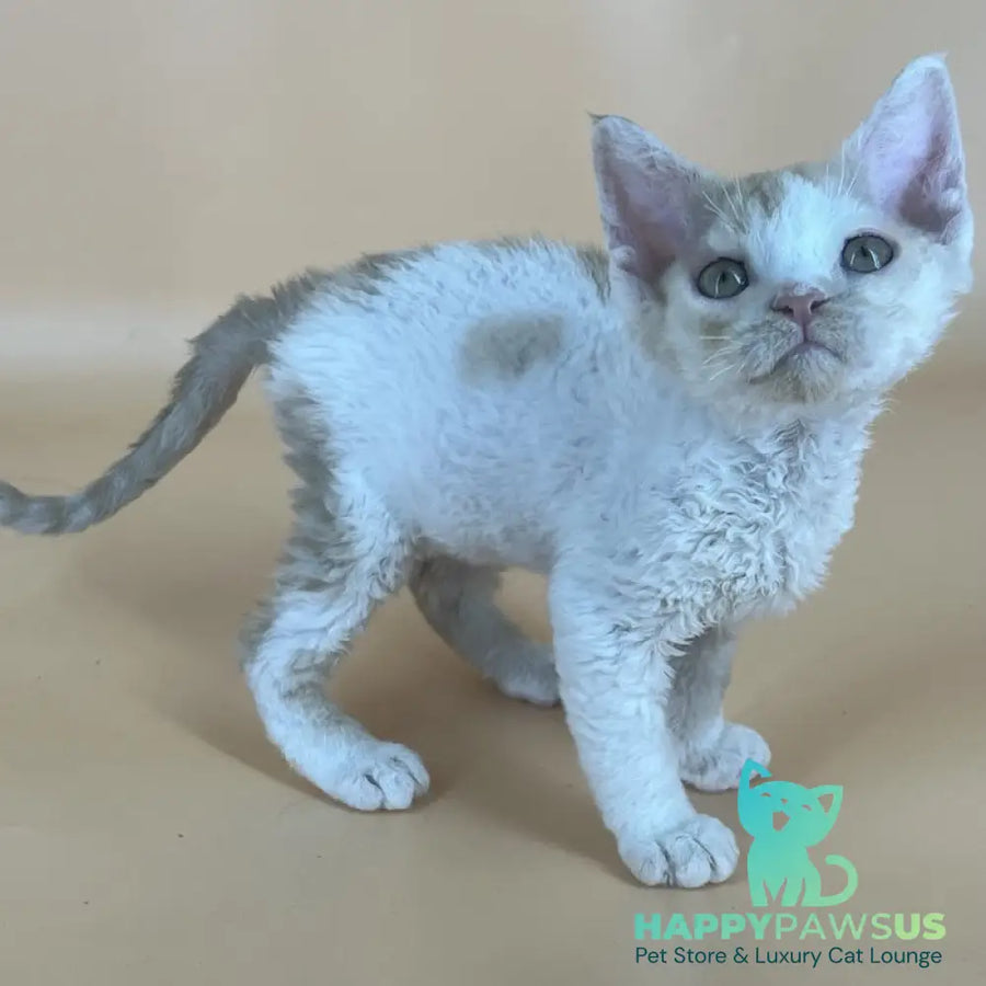 Alex Devon Rex male red harlequin - live animals
