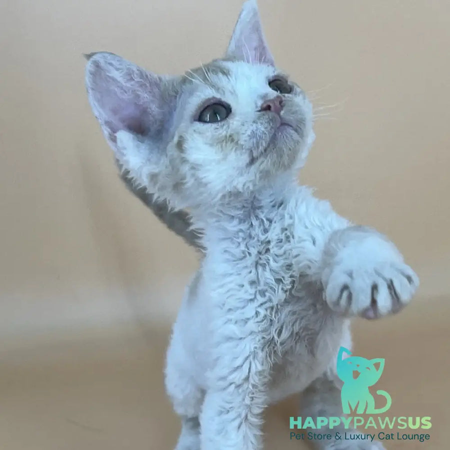 Alex Devon Rex male red harlequin - live animals