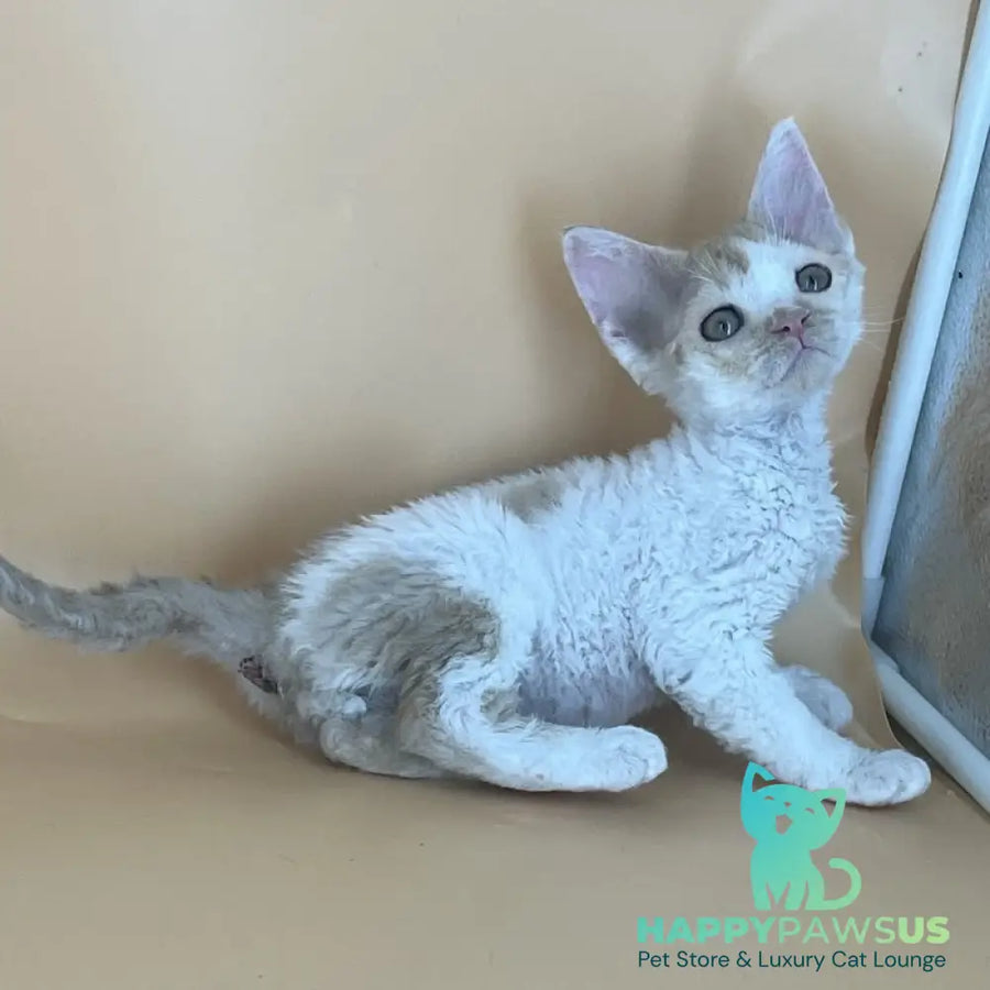 Alex Devon Rex male red harlequin - live animals
