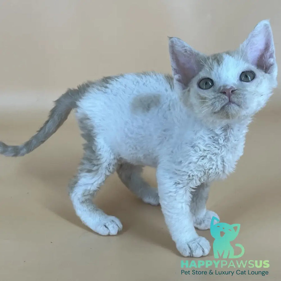 Alex Devon Rex male red harlequin - live animals