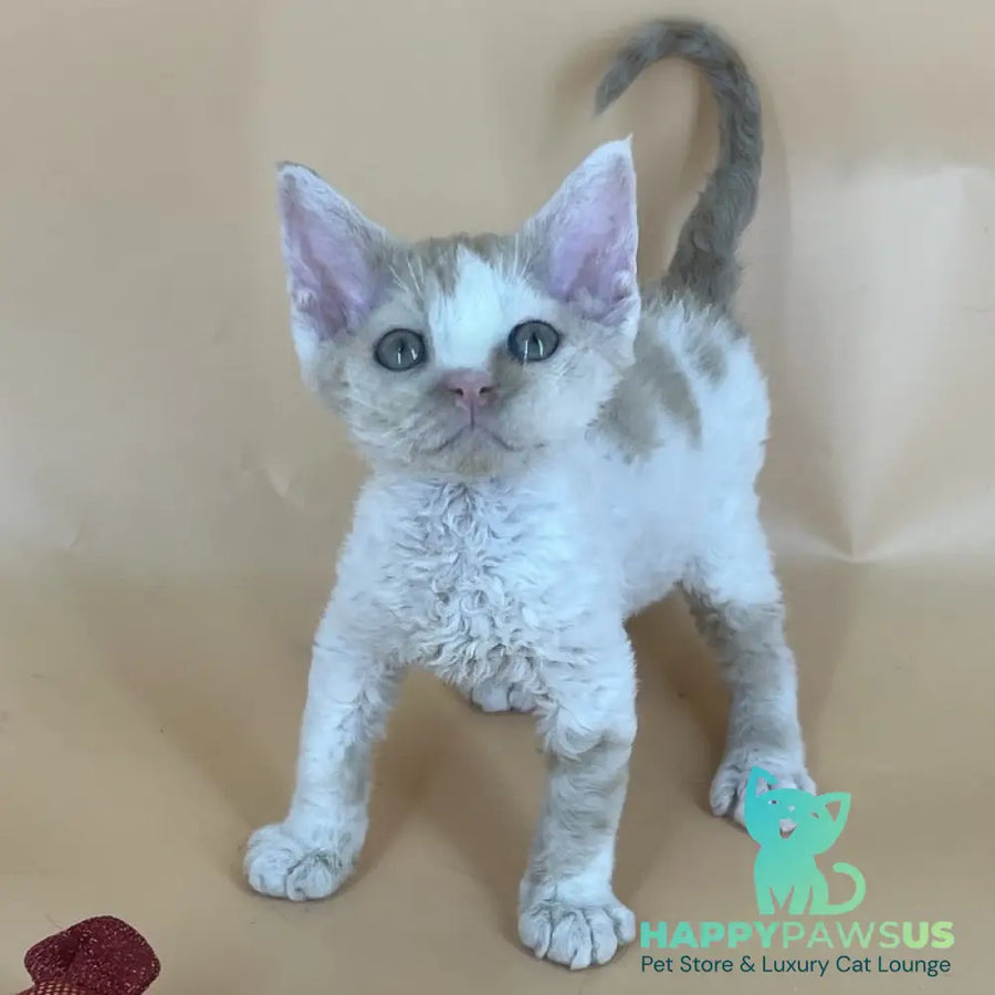 Alex Devon Rex male red harlequin - live animals