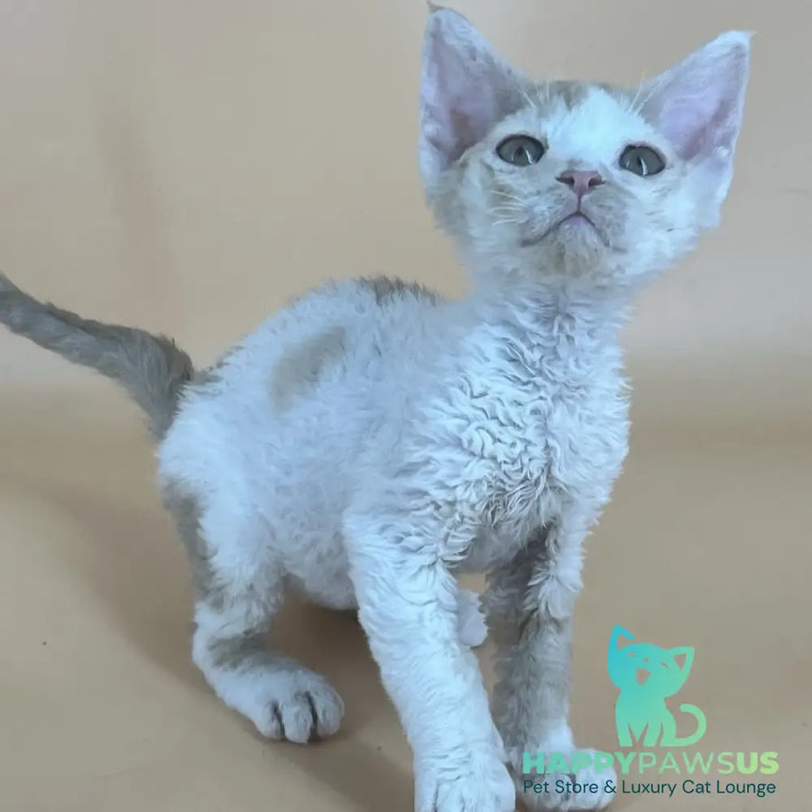 Alex Devon Rex male red harlequin - live animals