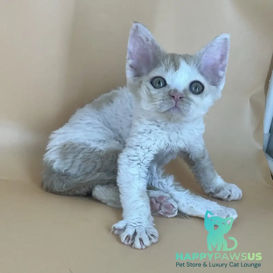 Alex Devon Rex male red harlequin - live animals