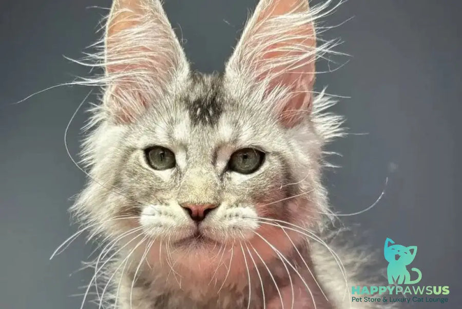 Alex Maine Coon male black silver ticked tabby - live animals
