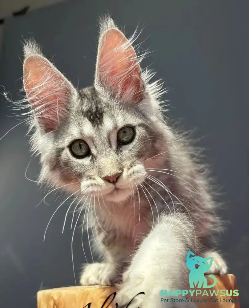 Alex Maine Coon male black silver ticked tabby - live animals
