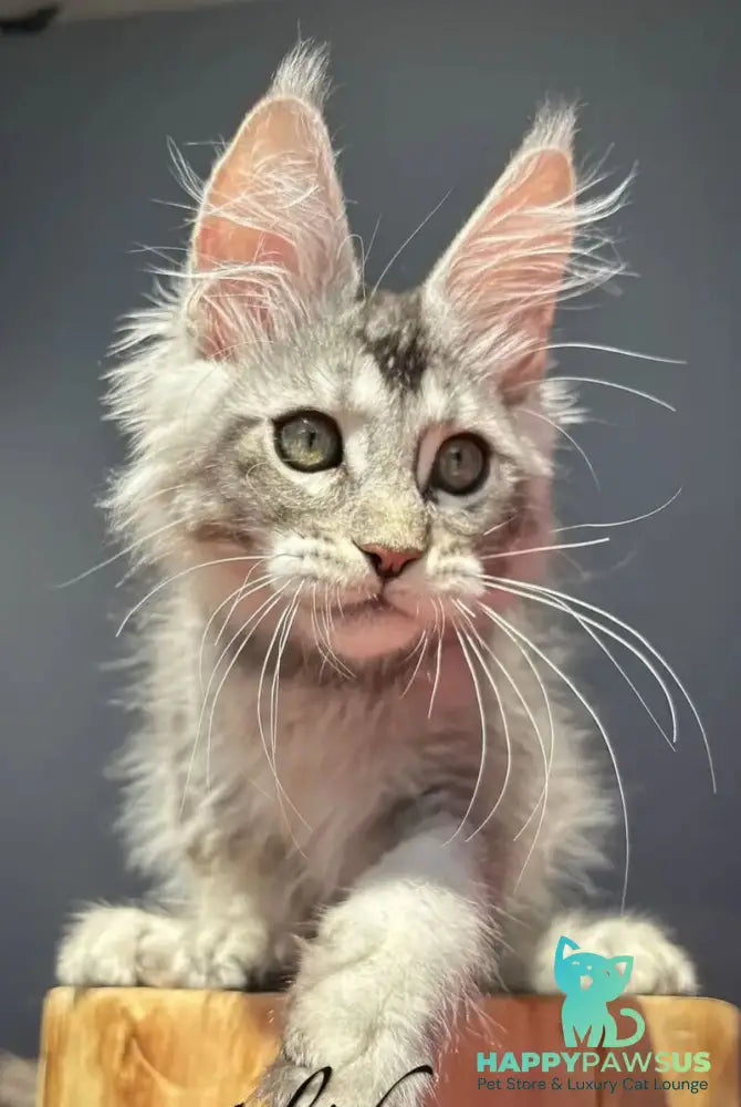 Alex Maine Coon male black silver ticked tabby - live animals