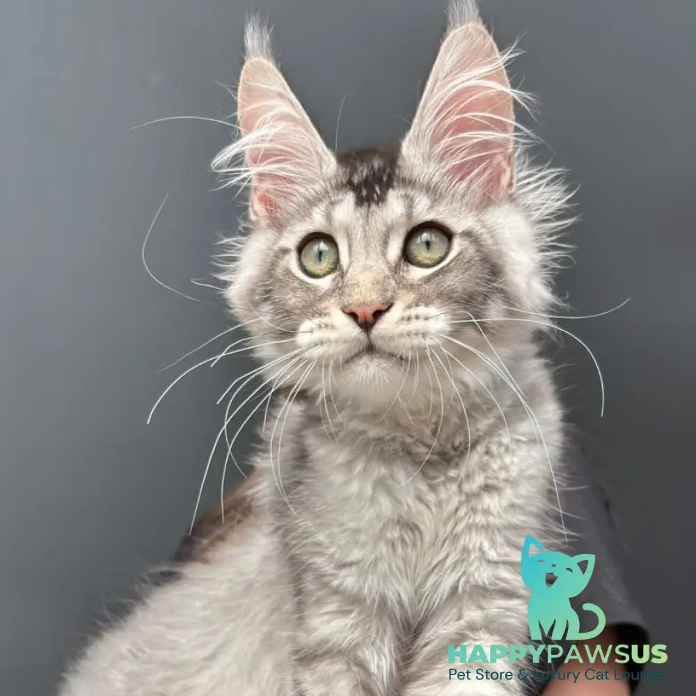 Alex Maine Coon male black ticked tabby - live animals