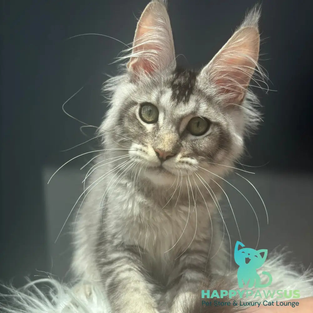 Alex Maine Coon male black ticked tabby - live animals