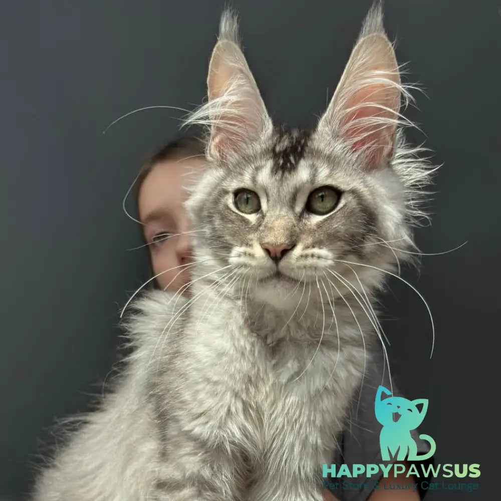 Alex Maine Coon male black ticked tabby - live animals