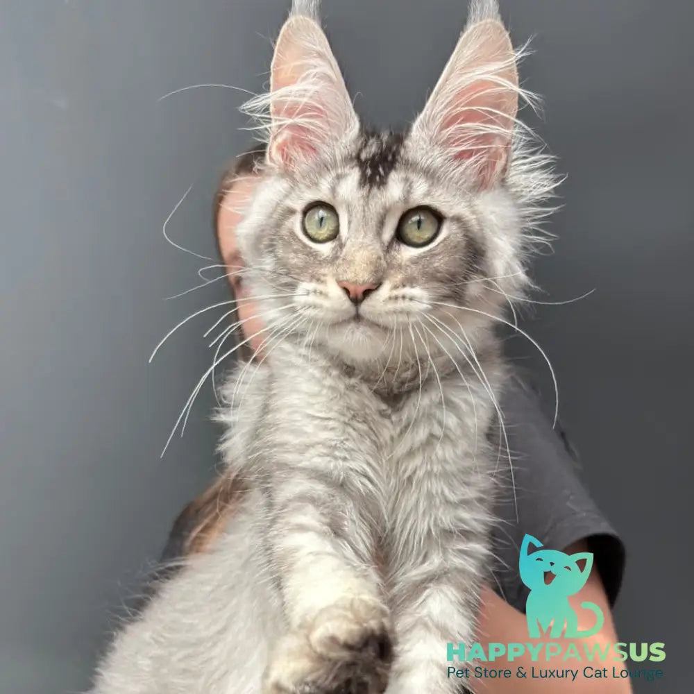 Alex Maine Coon male black ticked tabby - live animals