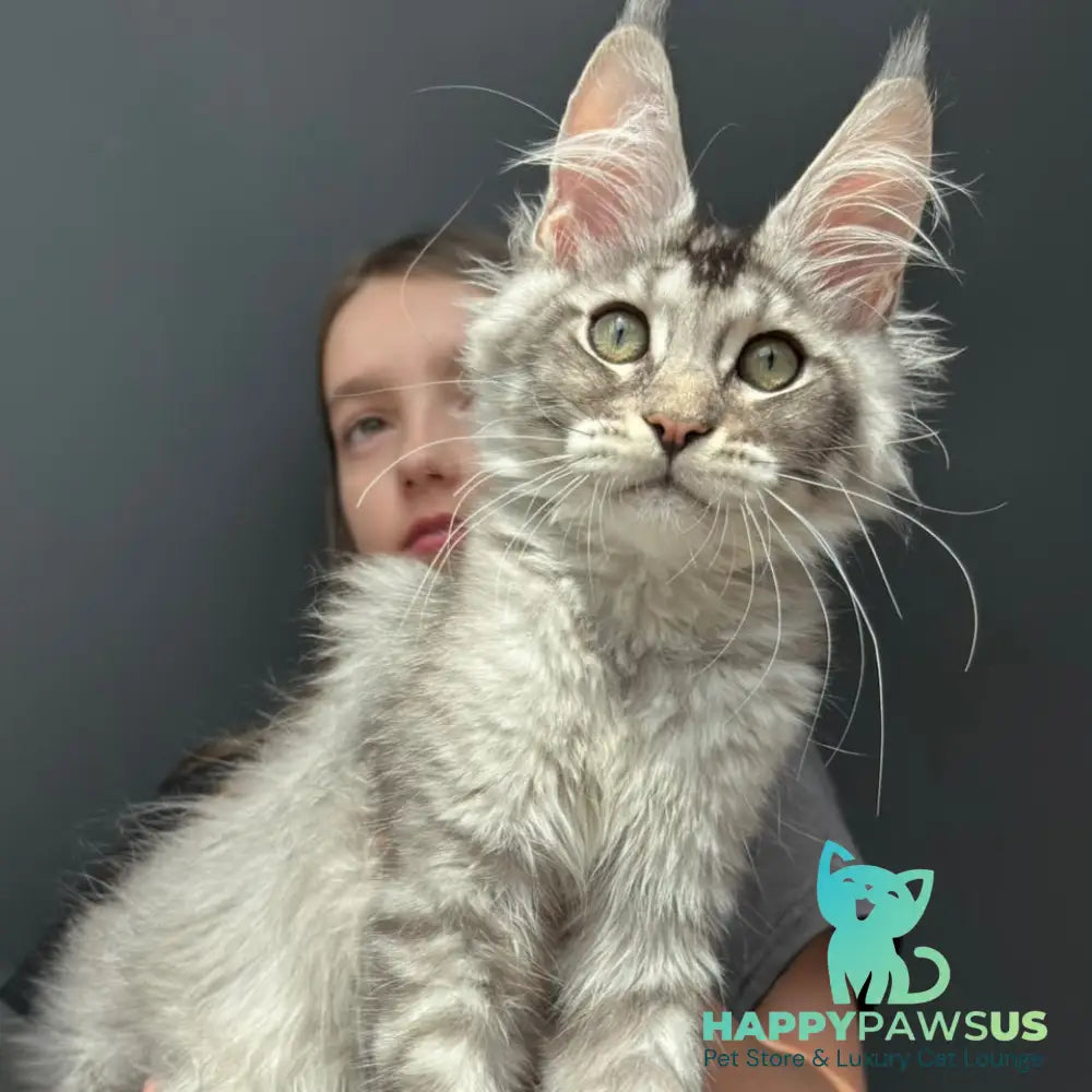 Alex Maine Coon male black ticked tabby - live animals