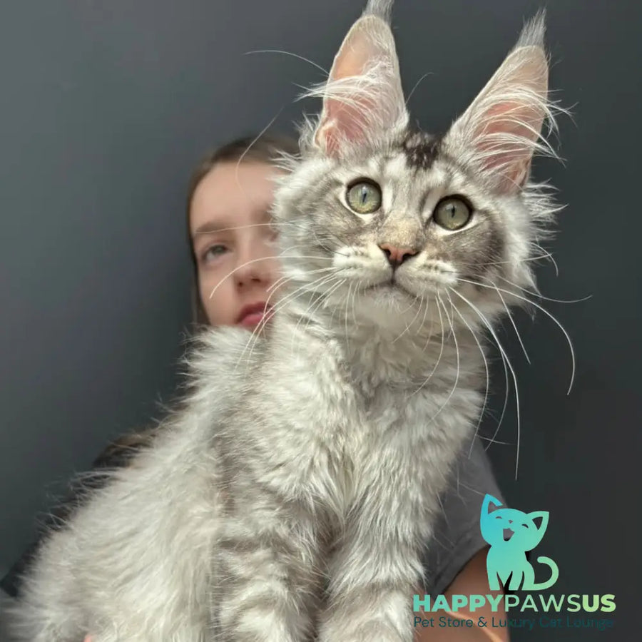 Alex Maine Coon male black ticked tabby - live animals