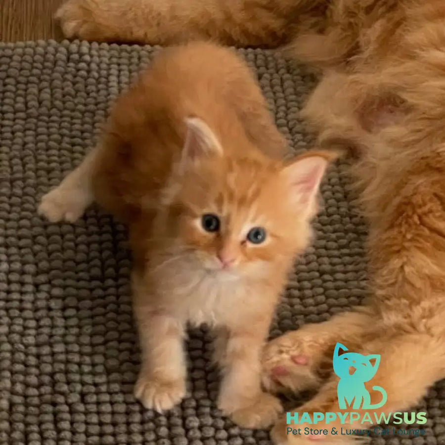 Alex Maine Coon male red tabby - live animals