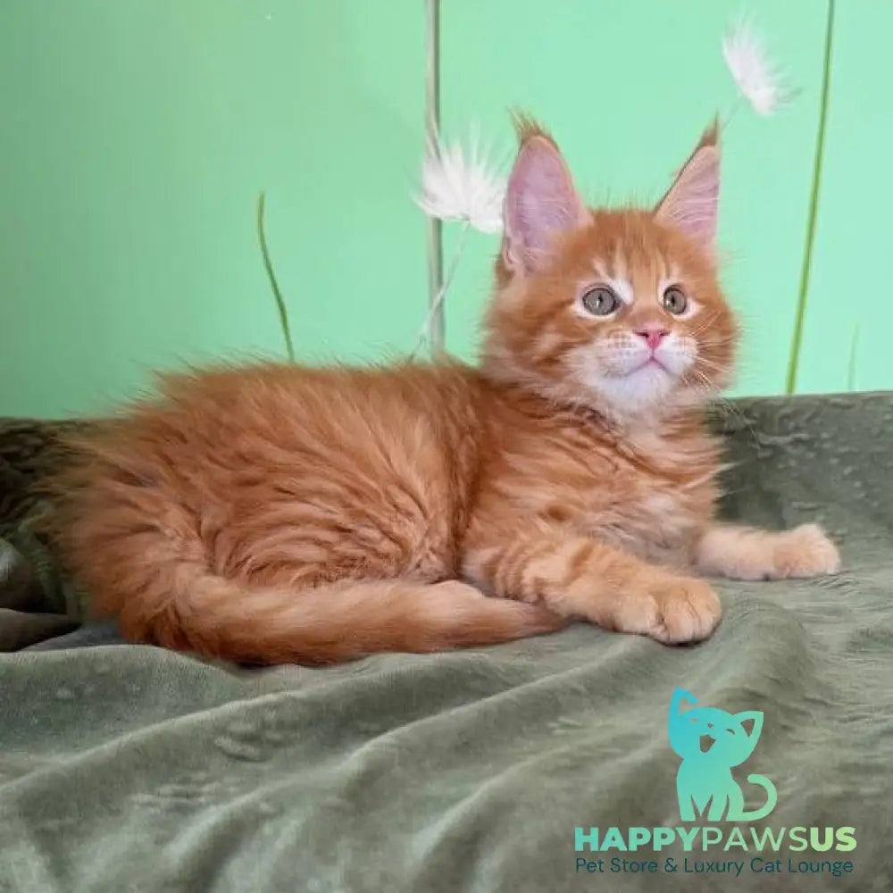 Alex Maine Coon male red tabby - live animals