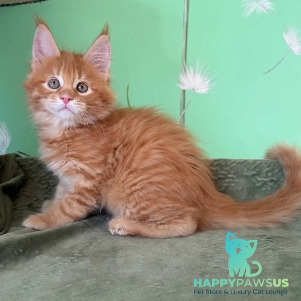 Alex Maine Coon male red tabby - live animals